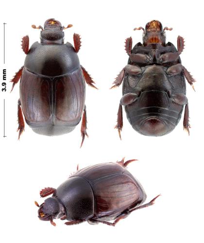 Exosternus sp.